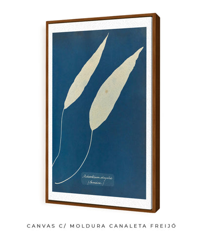 Anna Atkins V