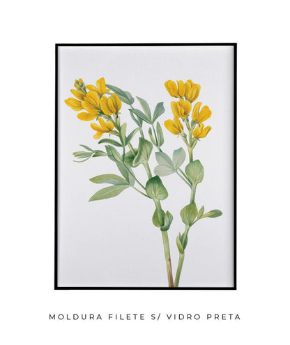Flores Amarelas