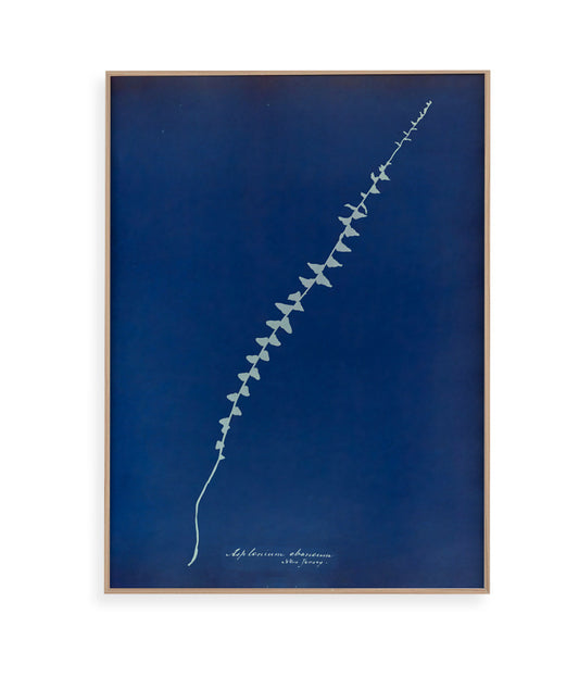 Anna Atkins VI