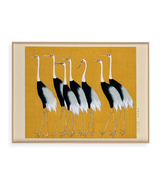 Aves II