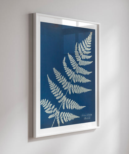 Anna Atkins IV