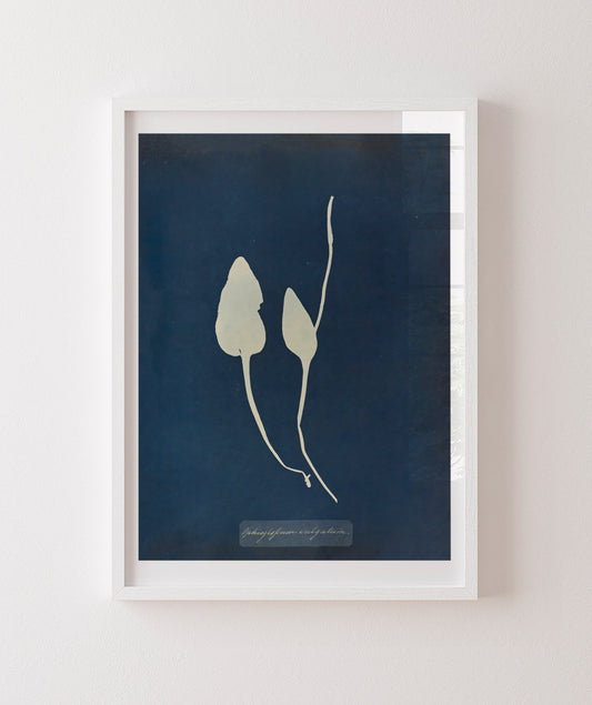 Anna Atkins III