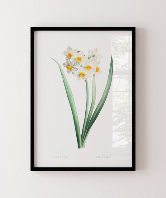 Narcisos