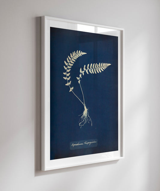 Anna Atkins VIII