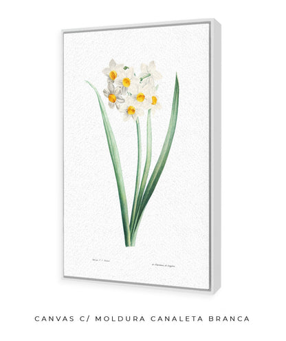 Narcisos