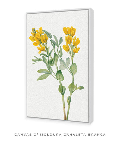 Flores Amarelas