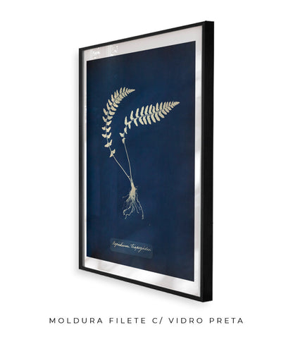 Anna Atkins VIII