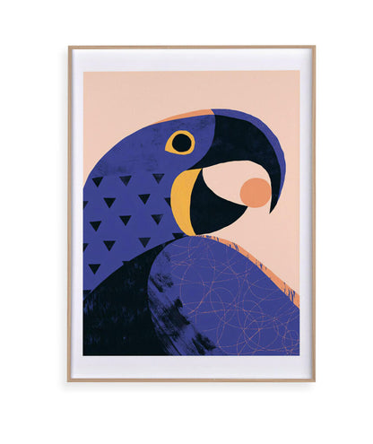 Arara Azul