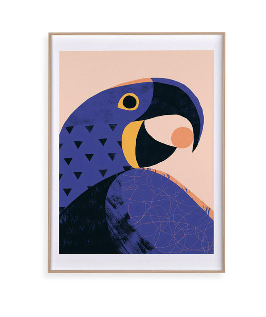 Arara Azul