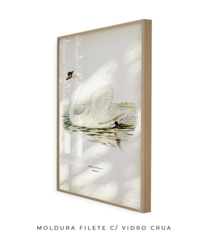 Cisne Branco II