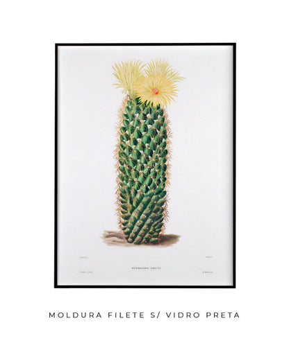Mammillaria Erecta