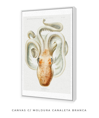 Polvo branco
