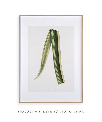 Folhas IV