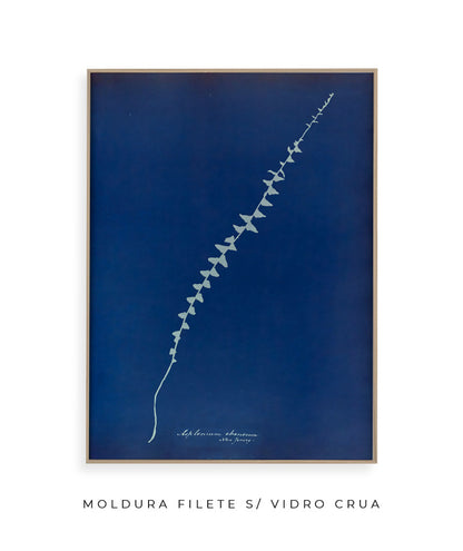 Anna Atkins VI