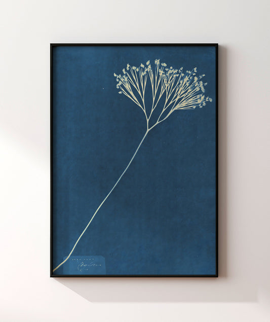Anna Atkins VII