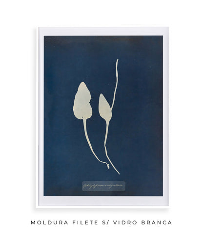 Anna Atkins III
