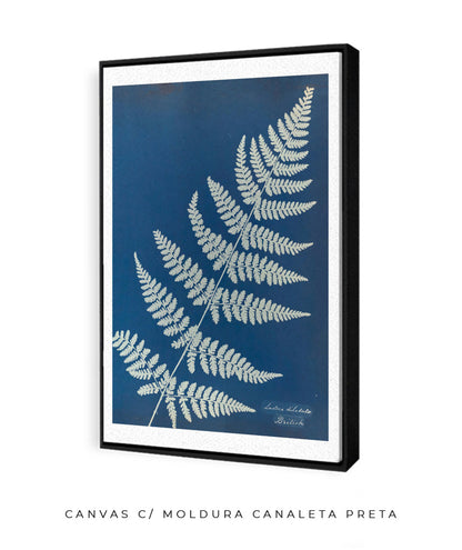 Anna Atkins IV