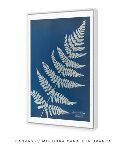 Anna Atkins IV