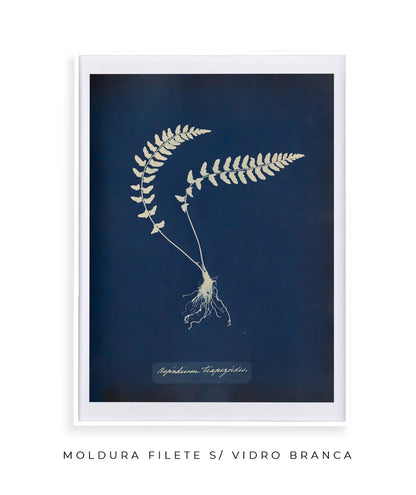 Anna Atkins VIII