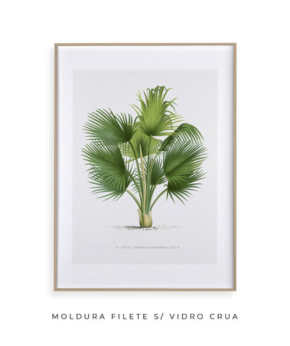 Palmeira I