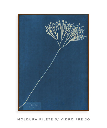 Anna Atkins VII