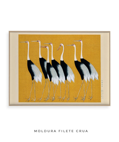 Aves II