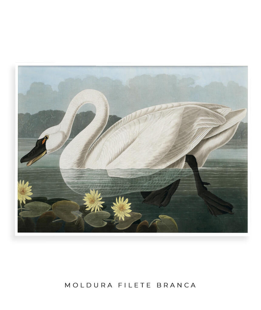Cisne Branco