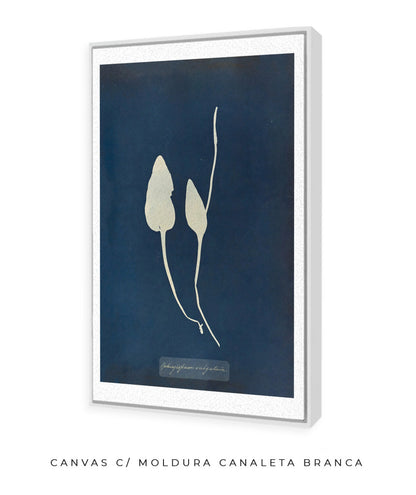 Anna Atkins III
