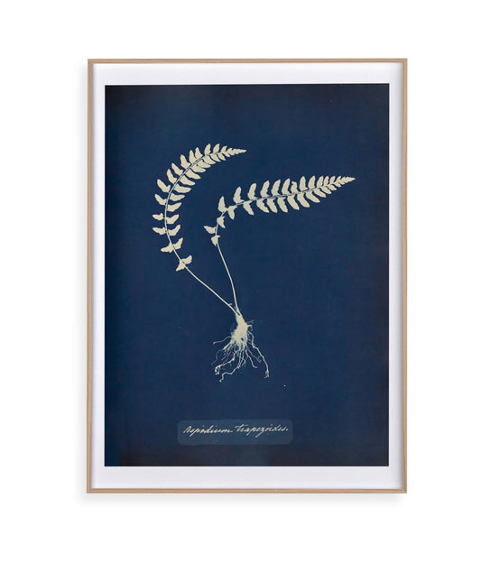 Anna Atkins VIII