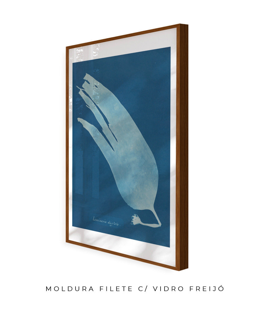 Anna Atkins I