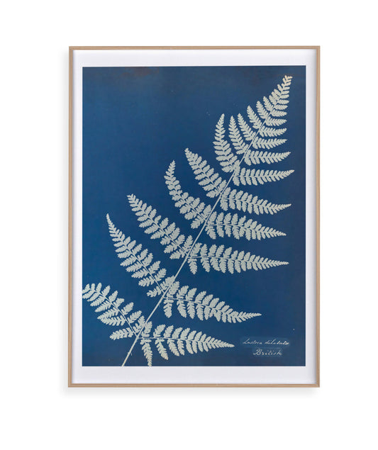 Anna Atkins IV