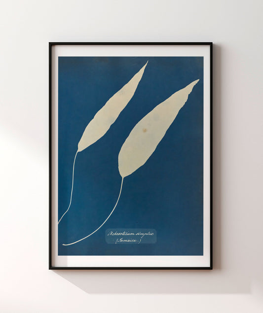 Anna Atkins V