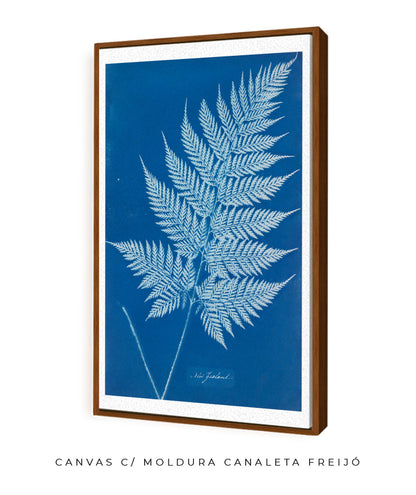Anna Atkins II