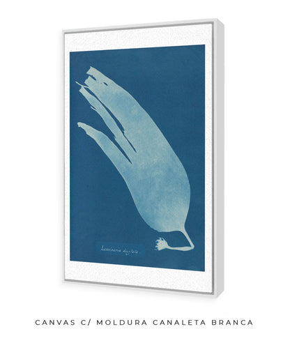Anna Atkins I