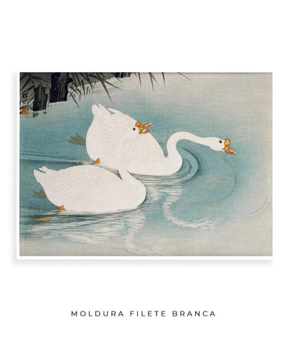 Os Cisnes