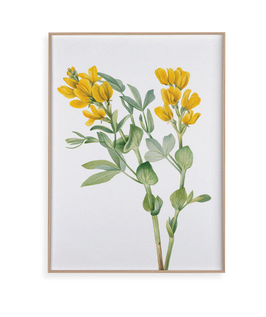 Flores Amarelas