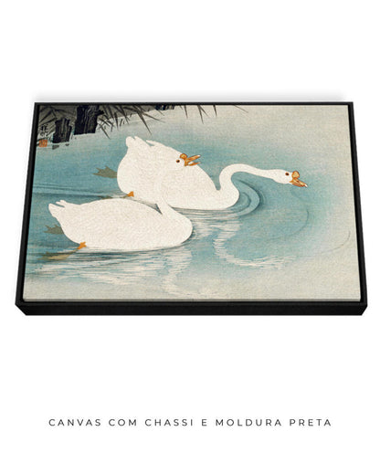 Os Cisnes