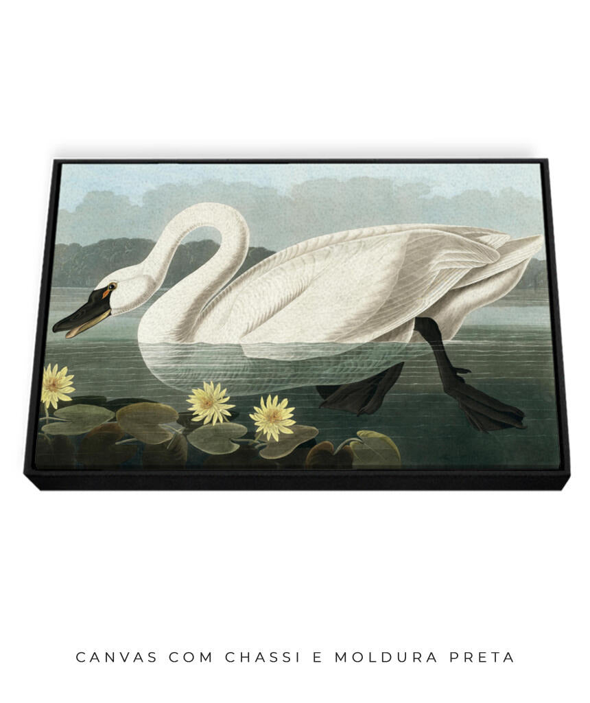 Cisne Branco