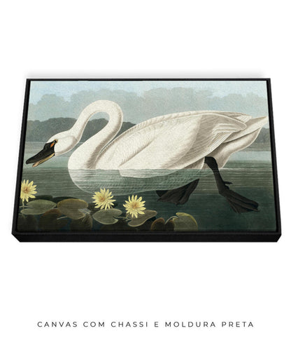 Cisne Branco