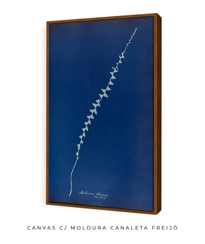 Anna Atkins VI