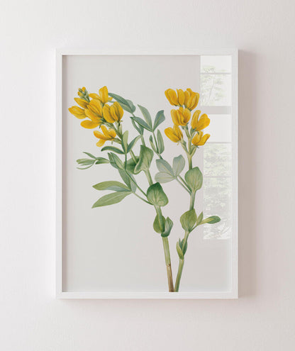 Flores Amarelas