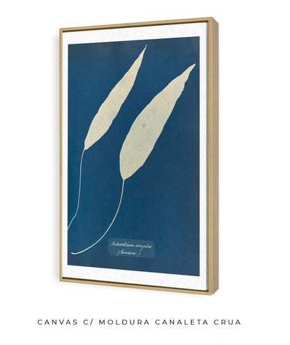 Anna Atkins V