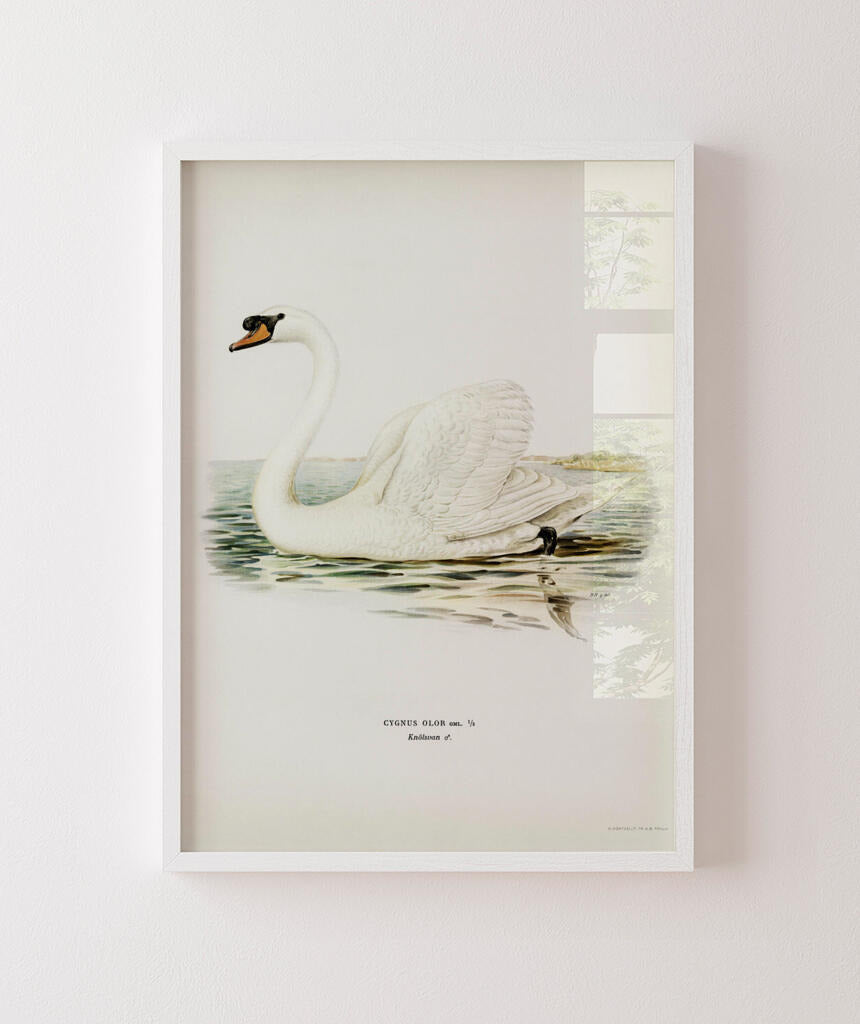 Cisne Branco II