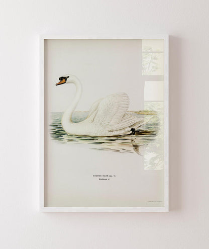 Cisne Branco II