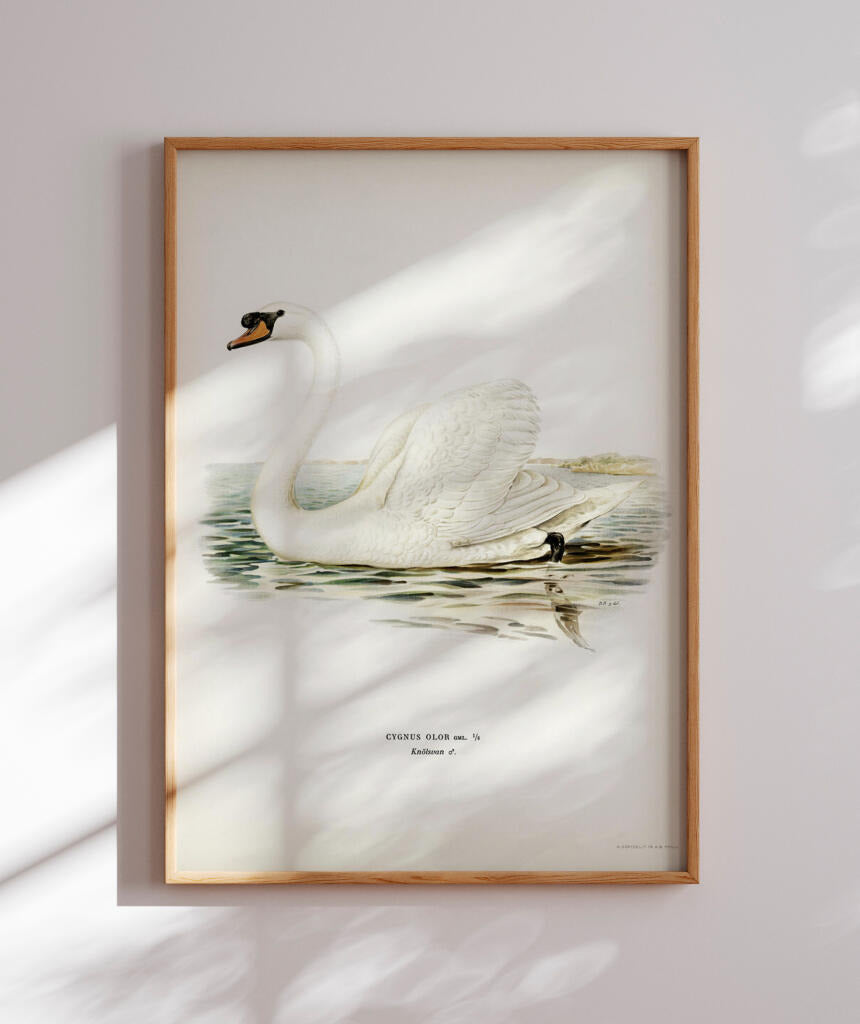 Cisne Branco II