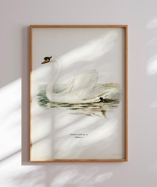 Cisne Branco II