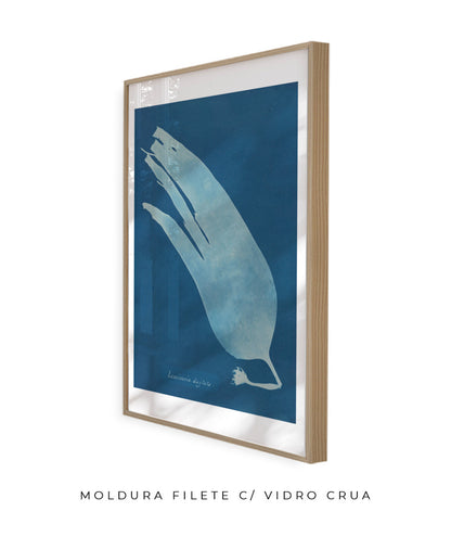 Anna Atkins I
