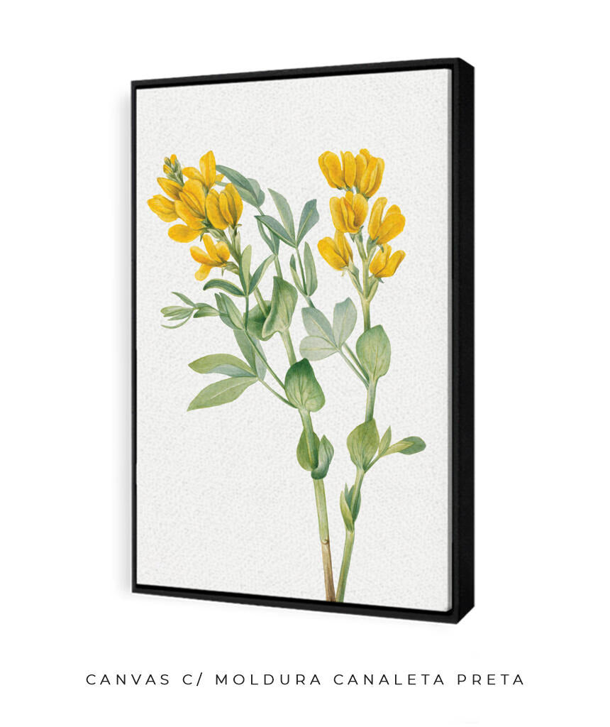 Flores Amarelas
