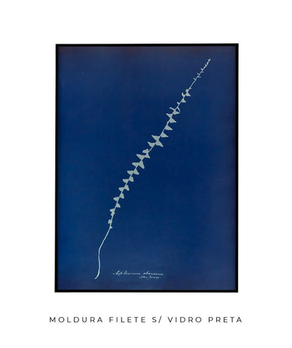 Anna Atkins VI
