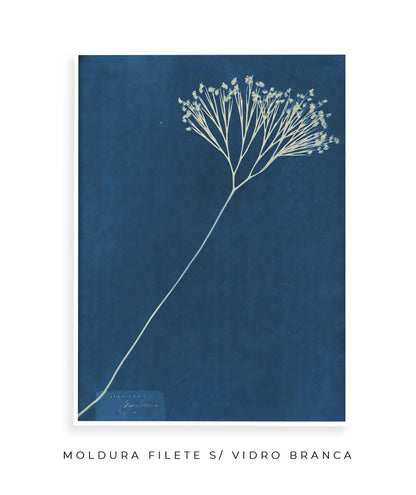 Anna Atkins VII